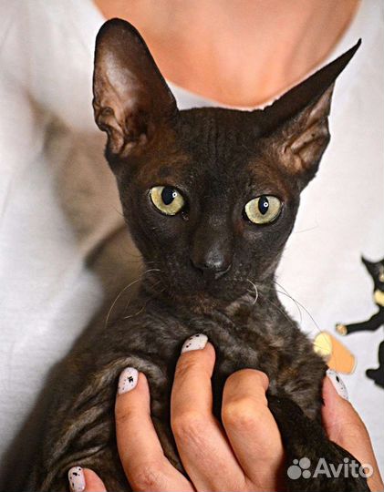 Кот сфинкс велюр