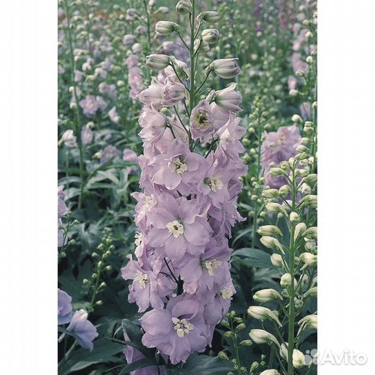 Дельфиниум (живокость) культурный Pacific Giant Ca