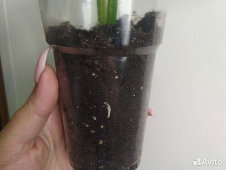 Монстера манки маск