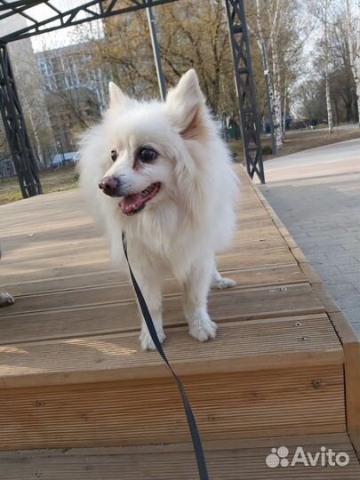 Шпиц белый кобель
