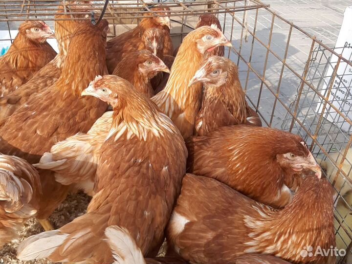 Куры молодки Ломан Браун.Леггорны,Коралы