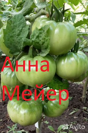 Семена коллекционных томатов