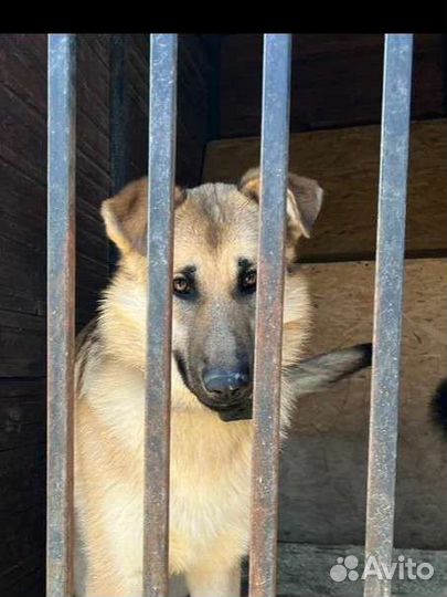 Собака из приюта. Щенок