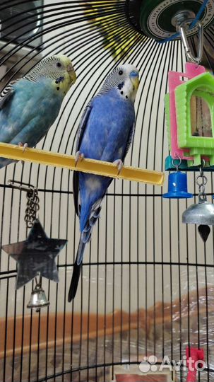 Волнистый попугай с клеткой