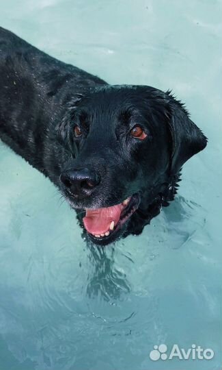 Гостиница/передержка/детский сад для собак