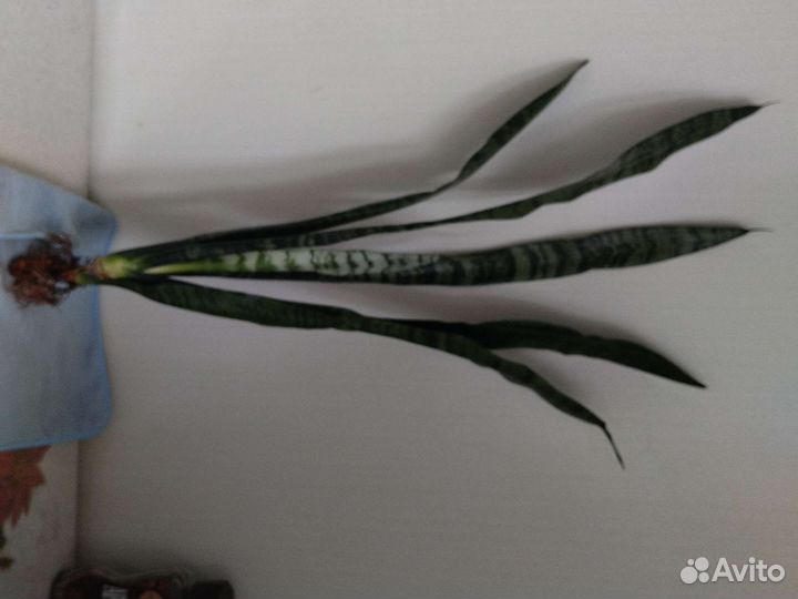 Сансевиерия сортовая