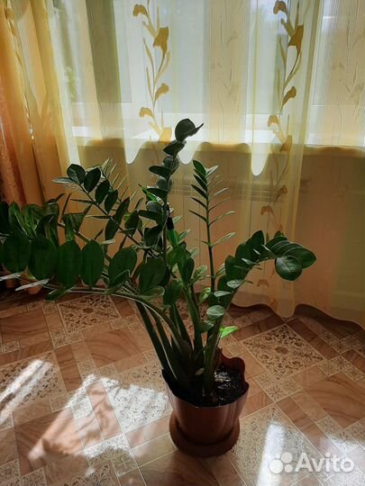 Замиокулькас Долларовое дерево