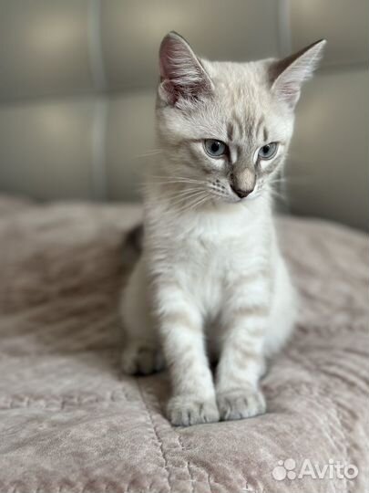 Котенок тайский тебби-поинт 3 месяца