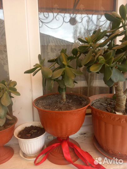 Красула толстянка