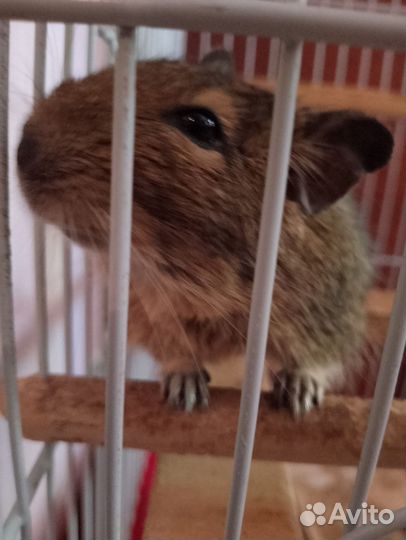 Белки Дегу(Чилийские белки)