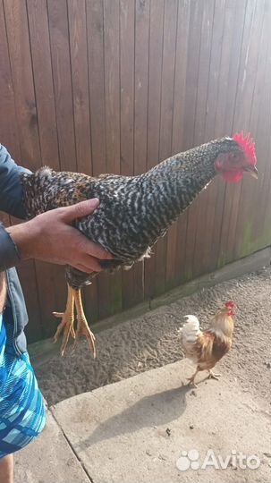 Молодые петушки