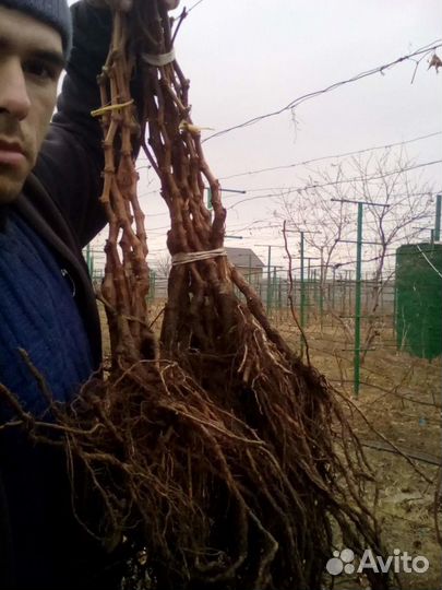 Саженцы винограда