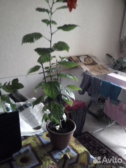 Китайская роза