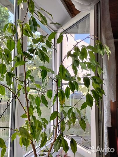 Фикус бенджамина большой