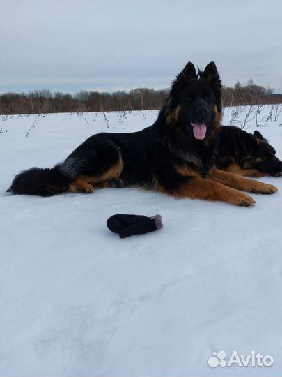 Немецкая овчарка вязка
