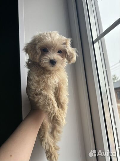 Девочки Мальтипу f1 готовы к продаже