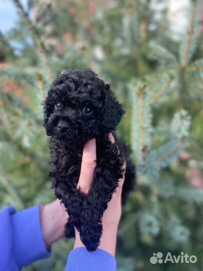 Девочка той