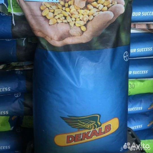 Семена кукурузы