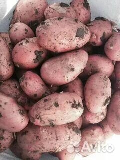 Продам картофель