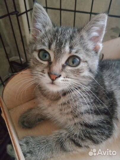 Полосатенький котенок, 3 мес