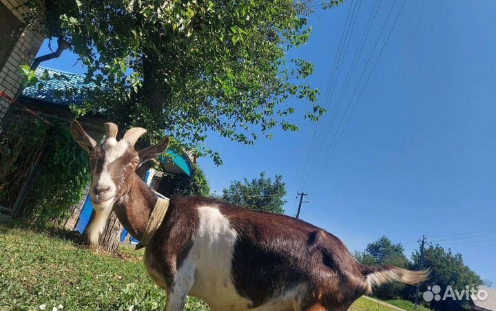 Продаётся стадо коз