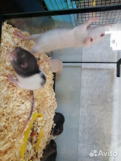 Продам крысят