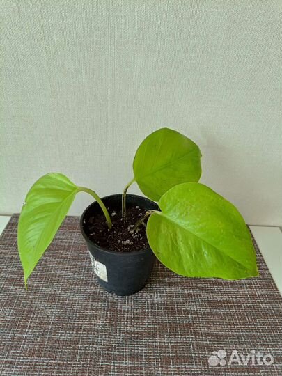 Сциндапсус неон d12