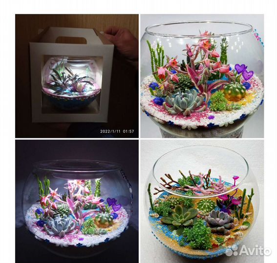 Флорариум роскошный с футбольный мяч