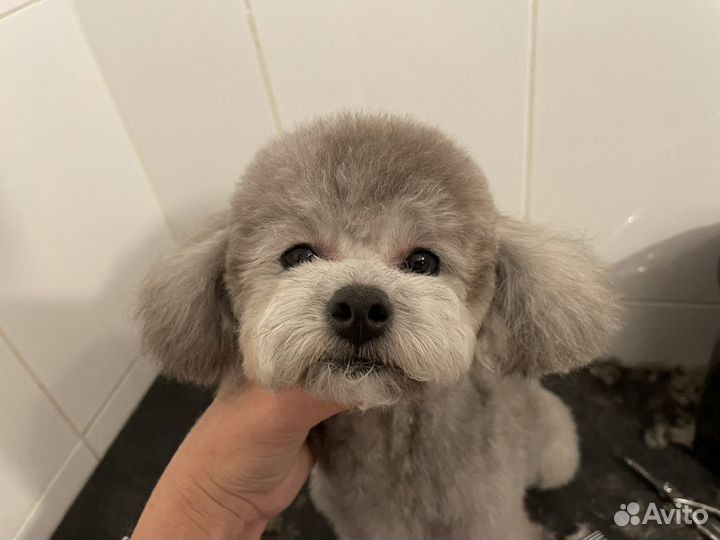 Грумер, стрижка собак, тримминг. Чистка зубов