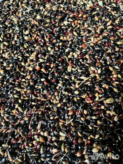 Семена суданской травы