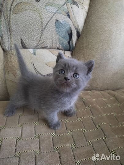 Британская