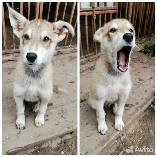 Собака в добрые руки