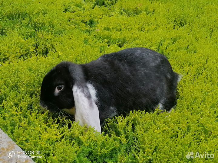 Кролик французский баран