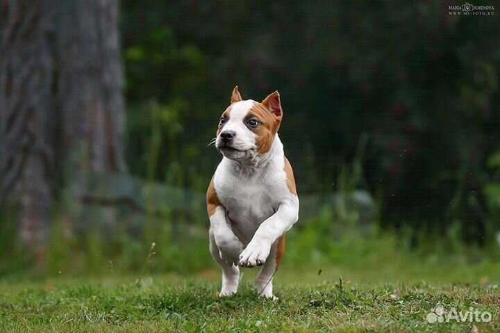 Девочка амстафф питомник