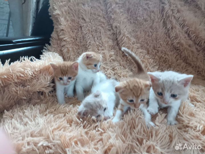 Британские вислоухие котята