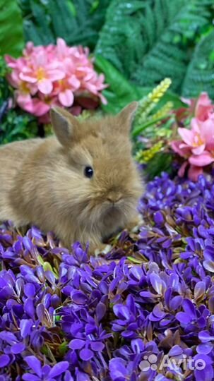 Кролики Царские миниатюрные