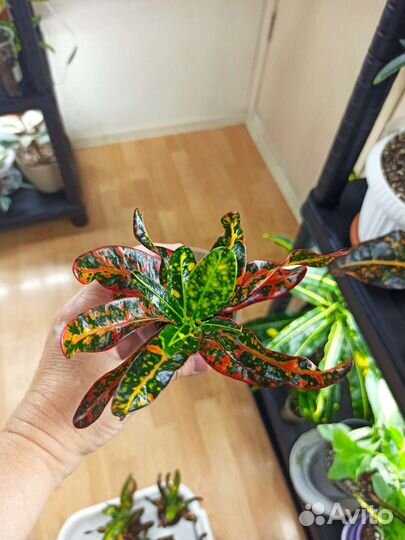 Кротон Батик