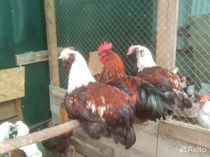 Петухи породистые, индоутки