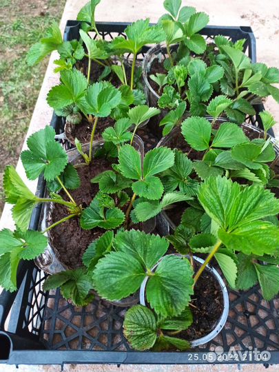 Рассада клубники