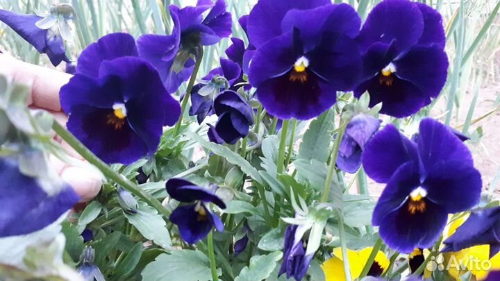 Ирис бордовый, виола синяя, мята, мелисса