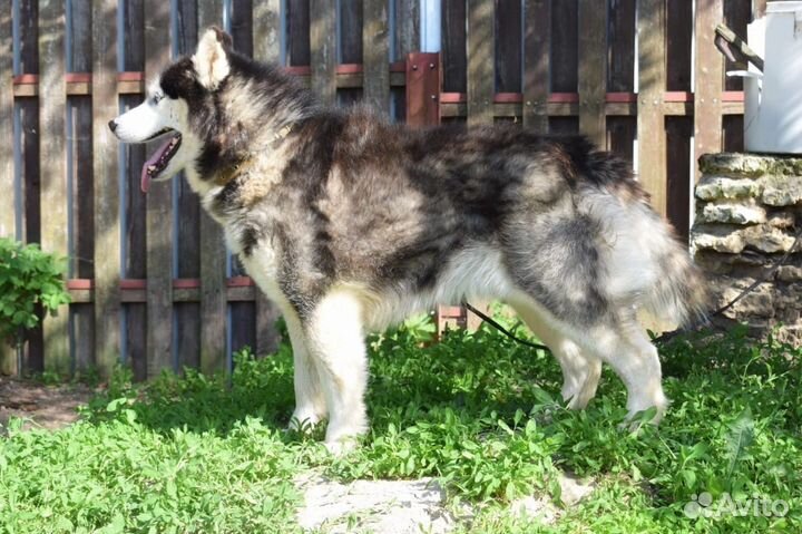 Собаки из приюта: пушистый Один