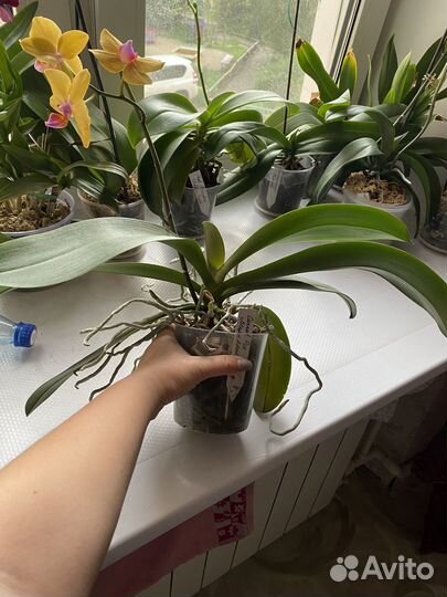 Орхидея фаленопсис морковный пирог