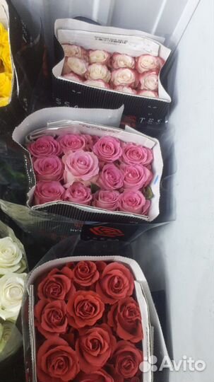 Роза оптом Эквадор