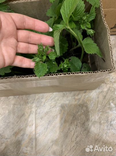 Рассада клубники