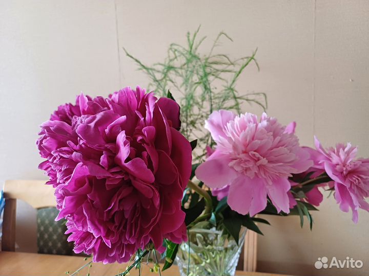 Многолетние цветы