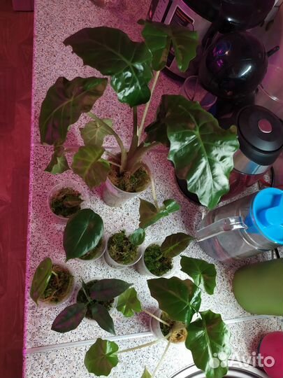 Алоказии детки и клубни