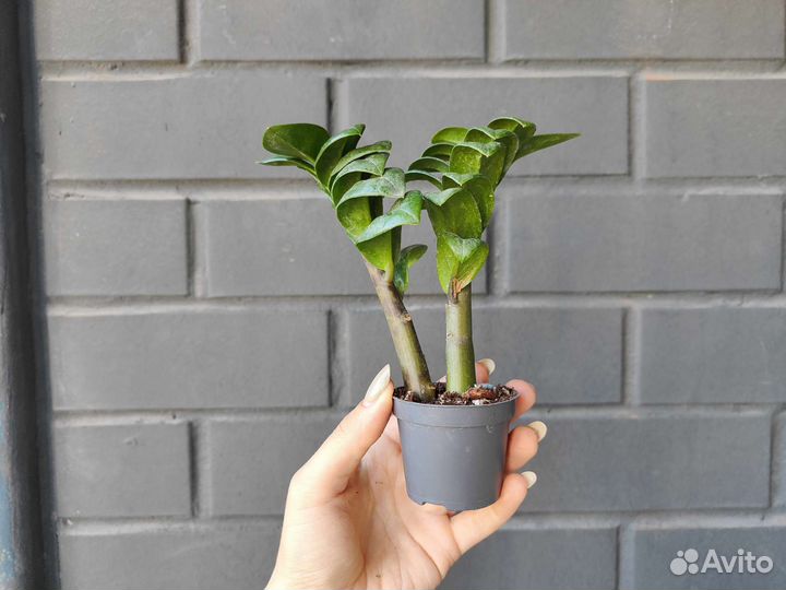 Замиокулькас зензи обнимашки