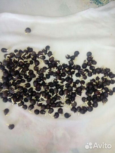 Семена бамии