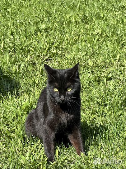 Кошка Бонечка