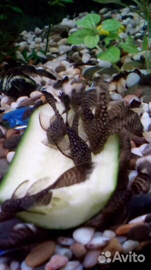 Анциструсы